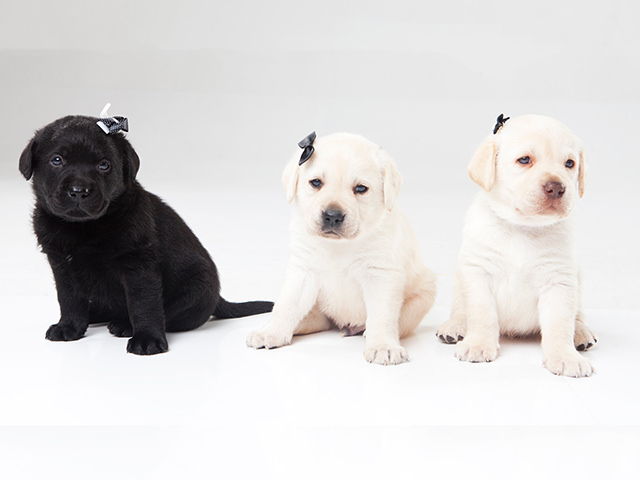 ペットショップで